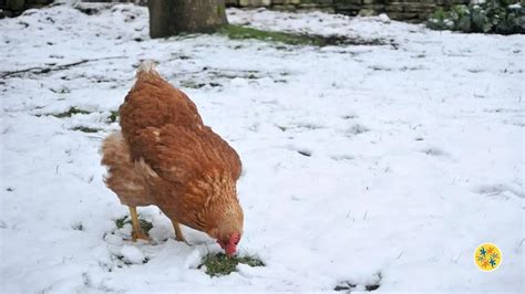 Mes Poules Comment Je Les Prot Ge Du Froid Cet Hiver