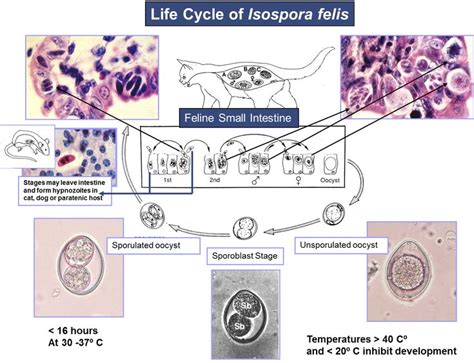 Coccidia Life Cycle Capc Vet Life Cycles Cycle Life