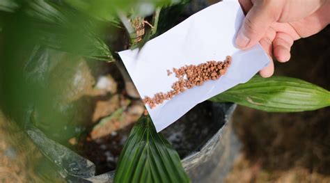 Amazing Palm Tree Fertilizer For Storables