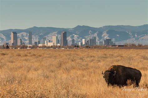 The Rocky Mountain Arsenal National Wildlife Refuge Is The Best Place ...