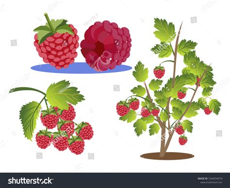 348 Raspberry Bushes Cartoon 이미지 스톡 사진 및 벡터 Shutterstock