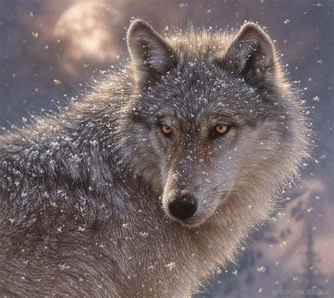 Wolf Art Prints, Wolf Paintings, Wolves Artist Collin Bogle – Collin ...