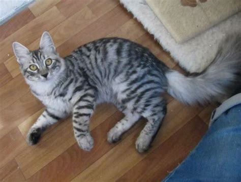 Mackerel Tabby Cat Breeds - Pets Lovers