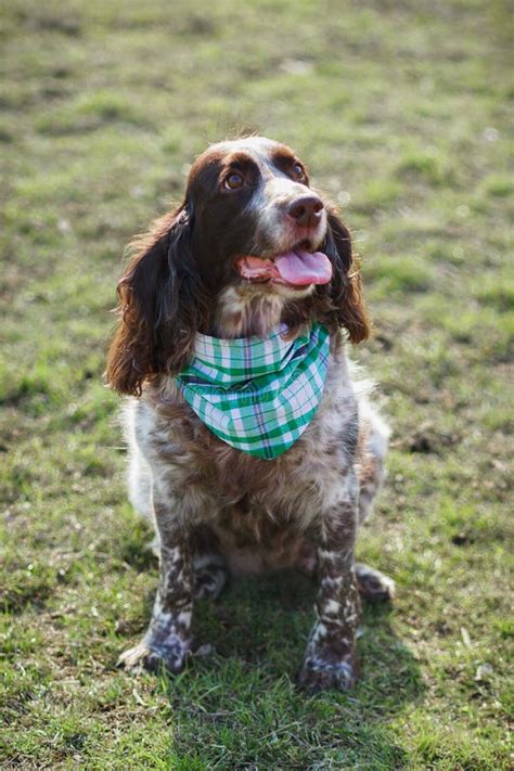 Brown Spotted Russian Spaniel On The Green Grass Stock Photo Image Of