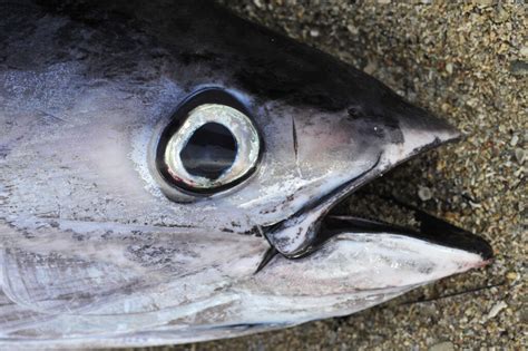 La pêche au gros à lîle Maurice Séjour Maurice