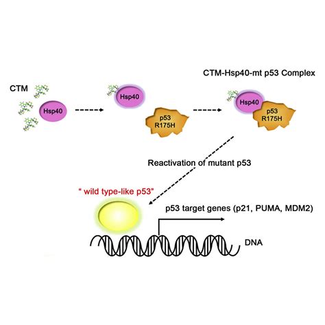 Small Molecule Reactivation Of Mutant P53 To Wild Type Like P53 Through