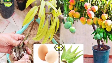 Fast And Easy Mango Tree Planting Using Organic Fertilizers Fast