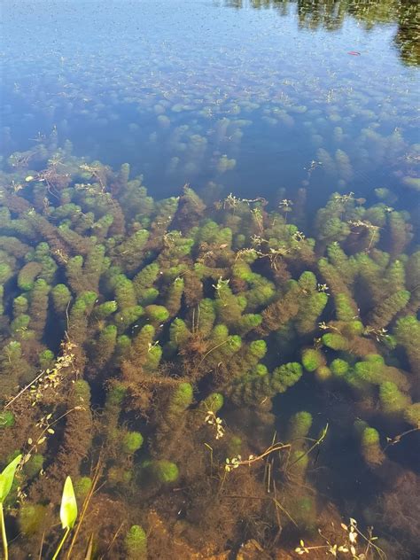 Carolina Fanwort From Providence Rhode Island United States On