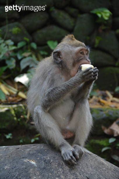 Monkey Forest In Ubud Bali