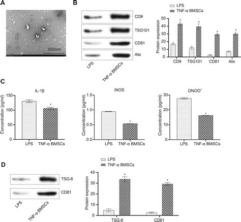 Exosomes Containing Tsg Secreted By Bmscs Have Anti Inflammatory