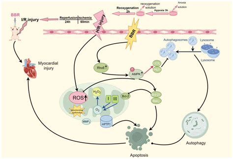 Berberine Inhibits Excessive Autophagy And Protects Myocardium Against