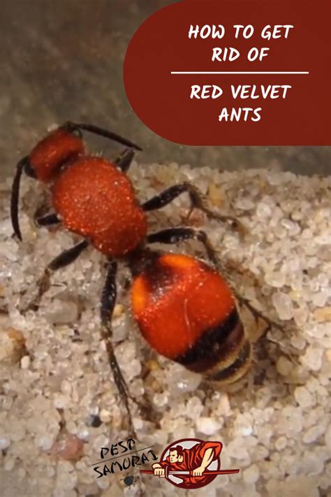 Red Velvet Ant Sting