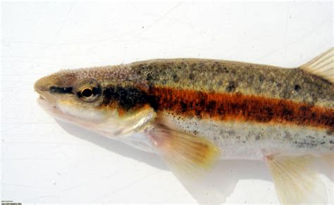 Western Blacknose Dace