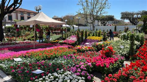 Pietrasanta Il Bando Per Marina In Fiore Toscana Today