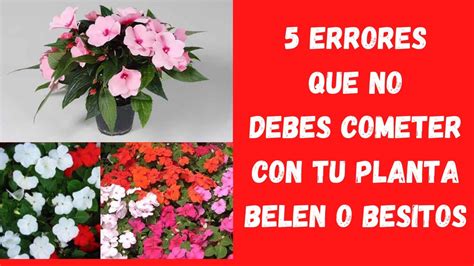 Cuidados Planta Belen O Besitos Errores Que No Debes Cometer Youtube