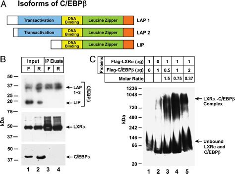 Insulin Induction Of Srebp 1c In Rodent Liver Requires Lxrα Cebpβ