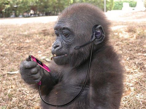 Funny Animals Using Mobiles Funny Collection World