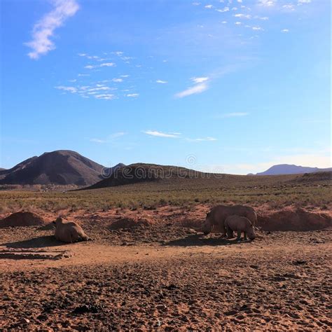 Rhinoc Ros Africains Photo Stock Image Du Klaxon Montagnes