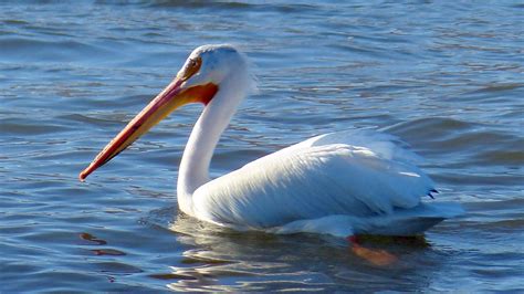 Animal Bird Pelican - Free photo on Pixabay - Pixabay