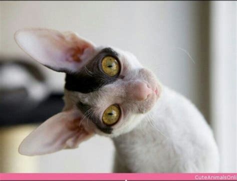 Pin On ♡ Cornish Rex Cats