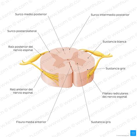 Médula espinal Anatomía estructura vías y función Kenhub