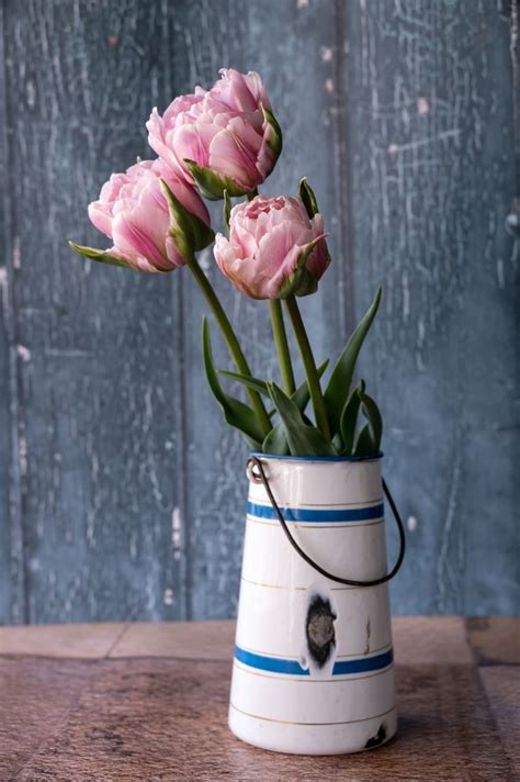Tulpe "Gabriella Double" - 10 Zwiebeln – My Cottage Garden