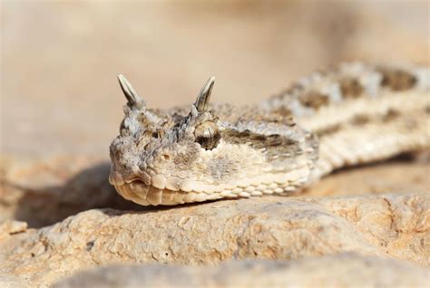 More vipers images | Animals and Nature lessons | DK Find Out!