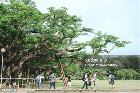 12 Tunghai University Stock Photos, High-Res Pictures, and Images ...