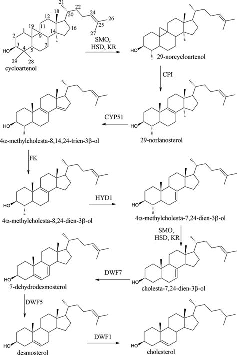 Proposed Pathway Leading From Cycloartenol To Cholesterol In Steroidal