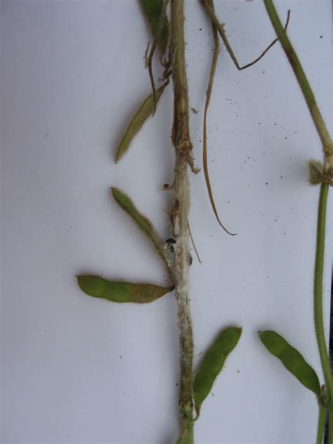 Mid Season White Mold Management