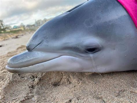 Baby Dolphin Euthanized After Losing Mother and Repeatedly Stranding ...