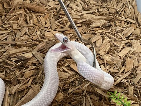 Rat Snake Behavior Indian Rat Snake: Nature's Own Pest Control