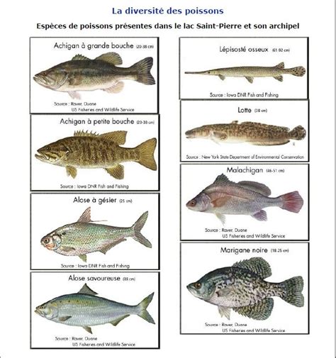 Poissons Réserve de la biosphère du LacSaintPierre UQTR