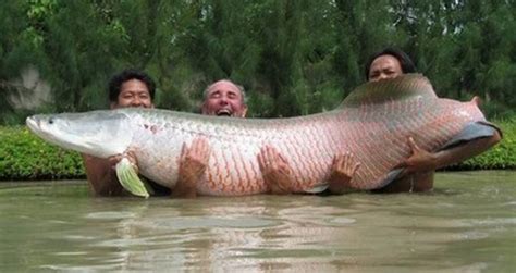 Giant Arapaima Jeremy Wade