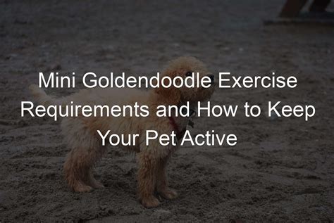 Mini Goldendoodle Exercise Requirements And How To Keep Your Pet Active