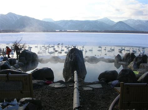 Whooper Swans at Lake Kussharo in Japan 2024-2025 - Rove.me