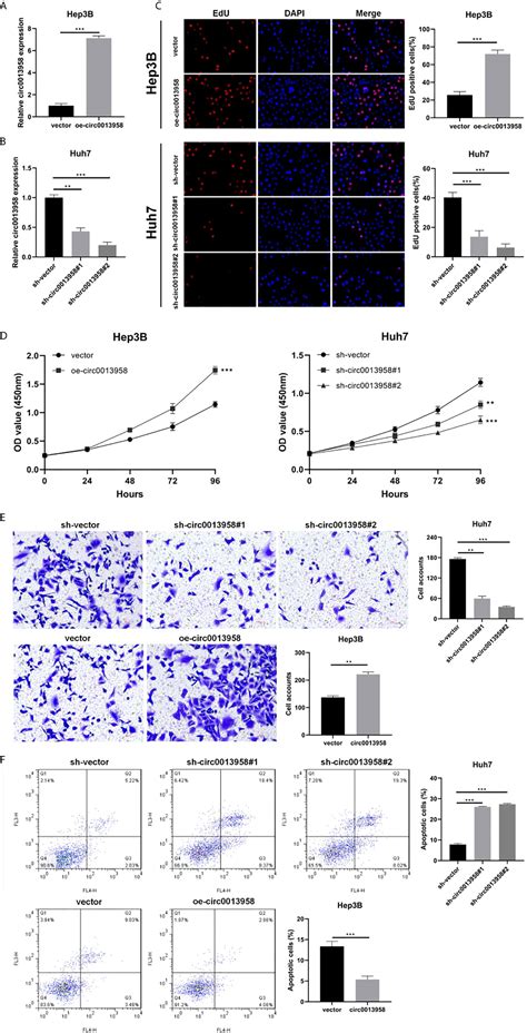 Frontiers Circular RNA Hsa Circ 0013958 Functions As An Oncogenic