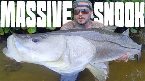 Catching Massive Snook In South Florida Youtube