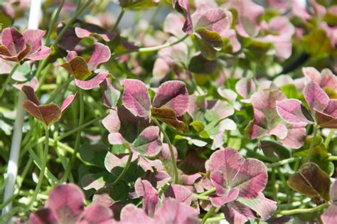 Garten Navi Wei Klee Trifolium Repens Angel Clover Chocolate