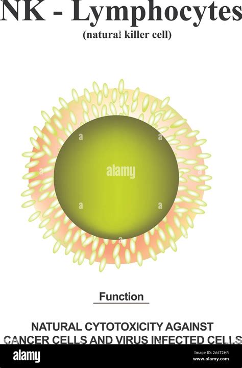 Nk Lymphocytes Structure The Functions Of Nk Lymphocytes Immunity