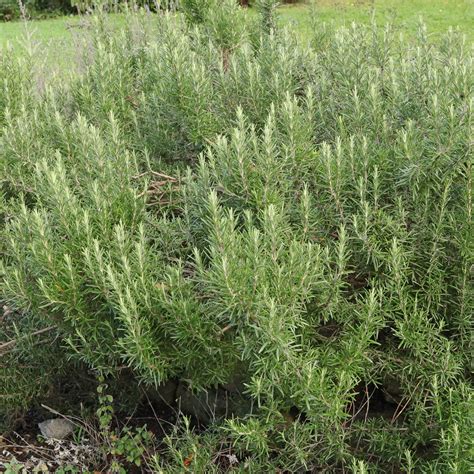 Salvia rosmarinus (syn. Rosmarinus officinalis)