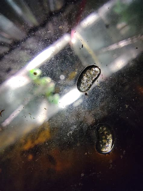 Great pond snail eggs. : r/snails