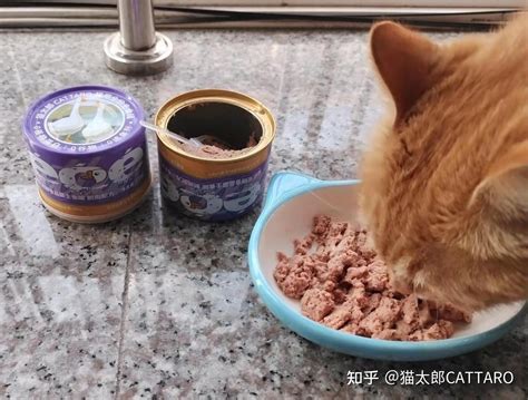 猫一天吃多少猫粮？ 知乎