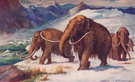 Ohio Boy Finds Rare Ice Age Woolly Mammoth Tooth in Amish Country ...