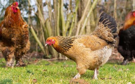 Brahma Chicken The King Of Poultry Breed Profile Care Guide