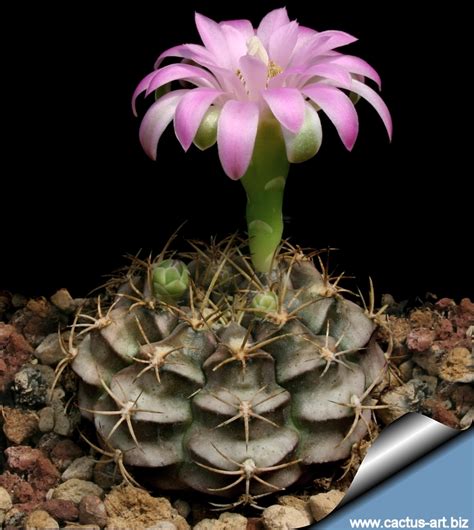 Gymnocalycium anisitsii