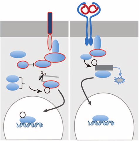 Select Components Of The Imd And Toll Pathways Are Required To Download Scientific Diagram