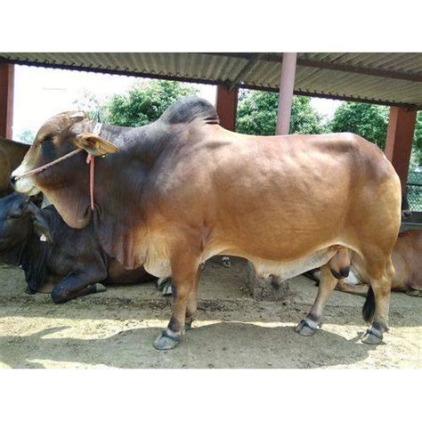 Sahiwal Bull Supplier, Wholesale, Bulk Trader In India