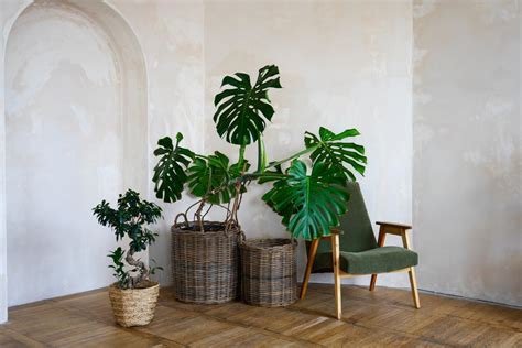 Best Large And Tall Indoor Plants For Living Room