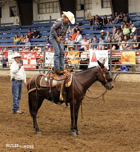 2022 Missouri Mule Makeover Youth Contestants — Mules and More Magazine